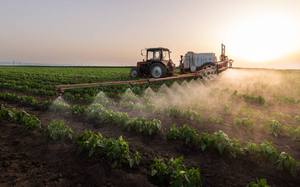 Reliable Wallis, TX Pest Control Solutions