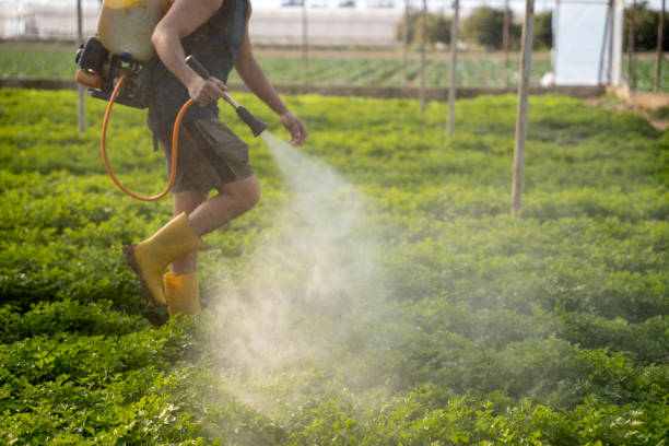 Best Residential Pest Control  in Wallis, TX