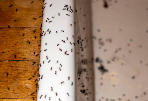Trusted Wallis, TX Pest Control Experts