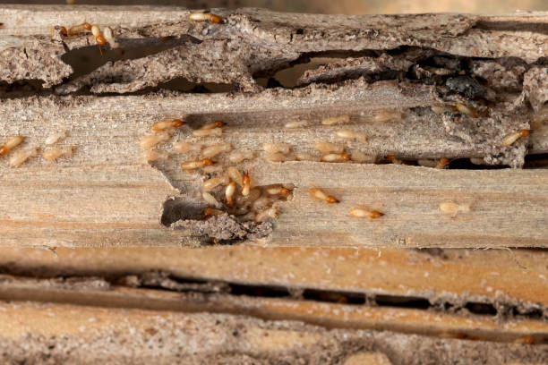 Best Cockroach Control Services  in Wallis, TX